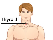 thyroid-location