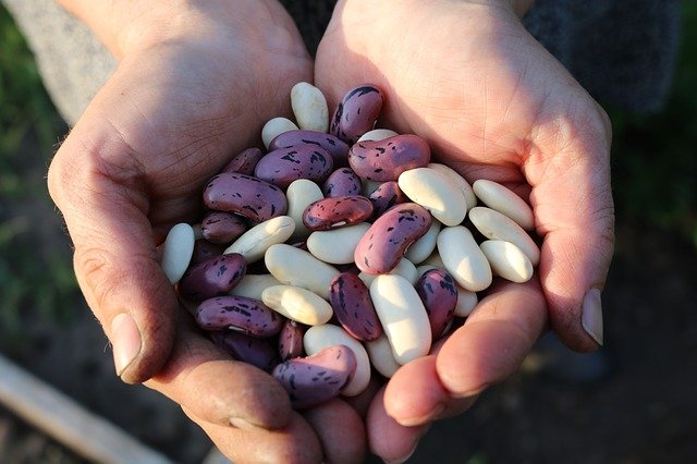 image showing beans which are good for lowering cholesterol level