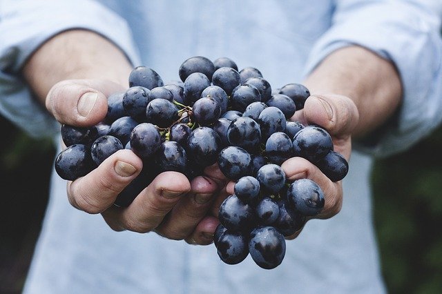 image showing grapes which is good for lowering cholesterol level