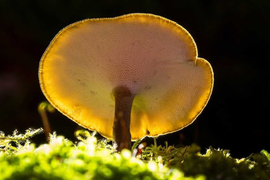 image showing reishi mushroom/Ganoderma lucidum, to explain benefits of Ganoderma lucidum