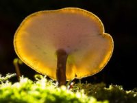 6 Benefits of Ganoderma lucidum/Reishi Mushroom [Anti-cancer Properties]
